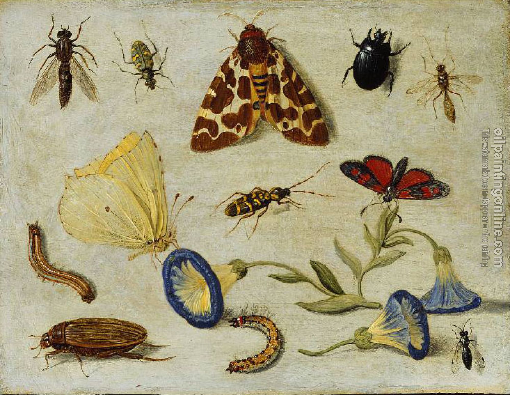 Kessel, Jan van - Insects